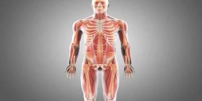 Body Parts