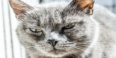 Anger - Other